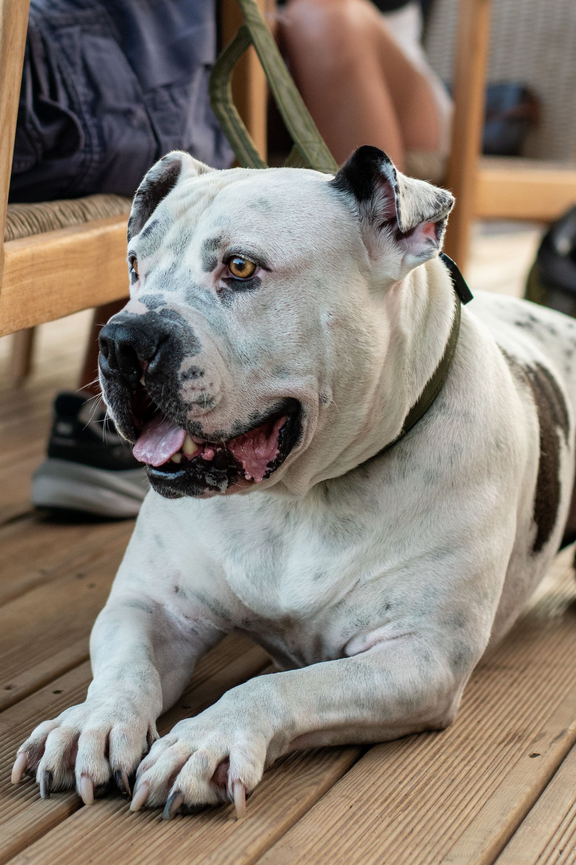 Delta, Black American Bully female