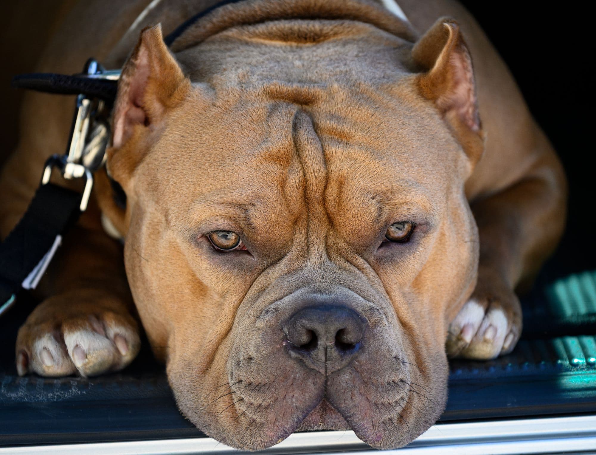 American Bullies at Ironbark Bullies
