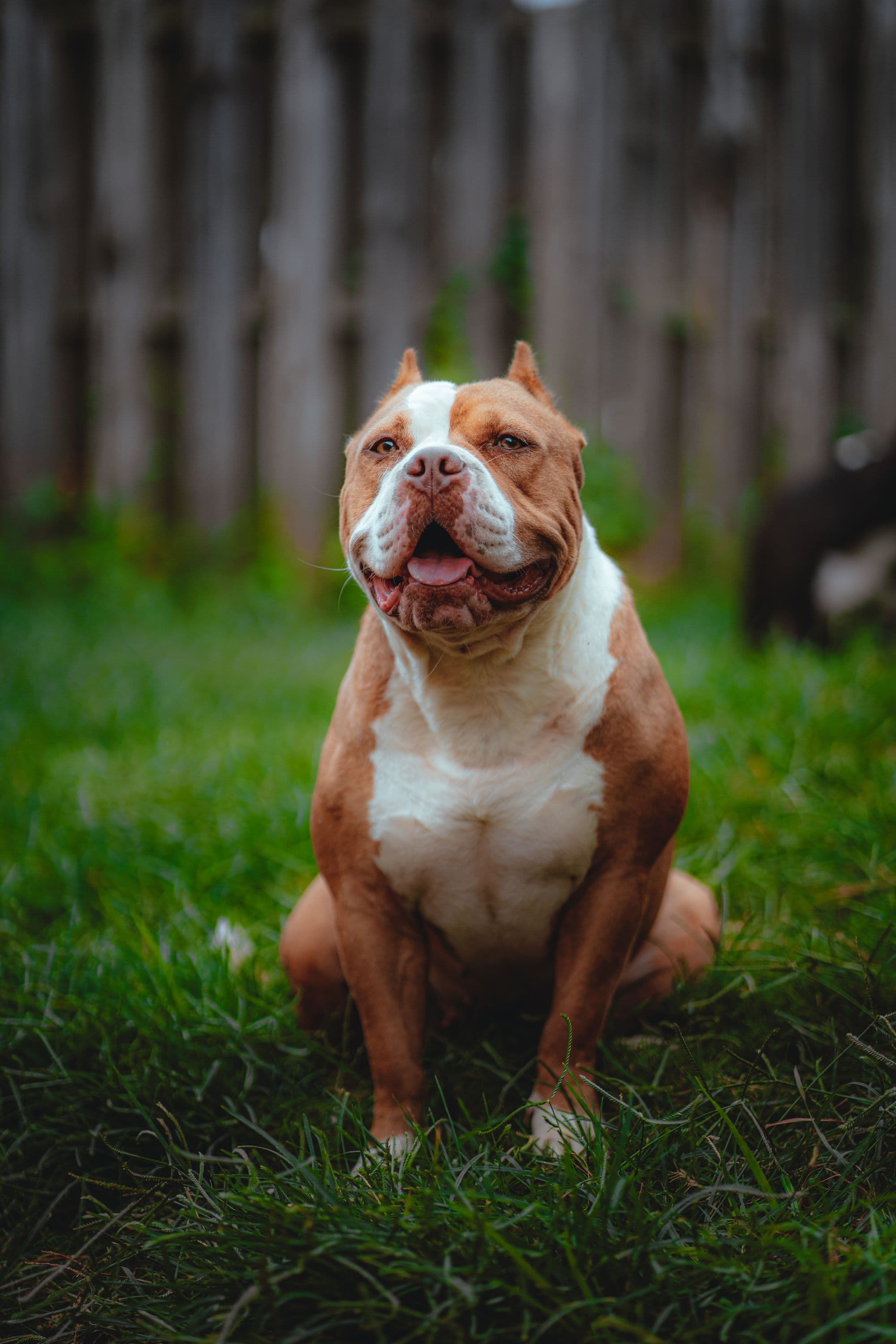 Moss, Chocolate American Bully male