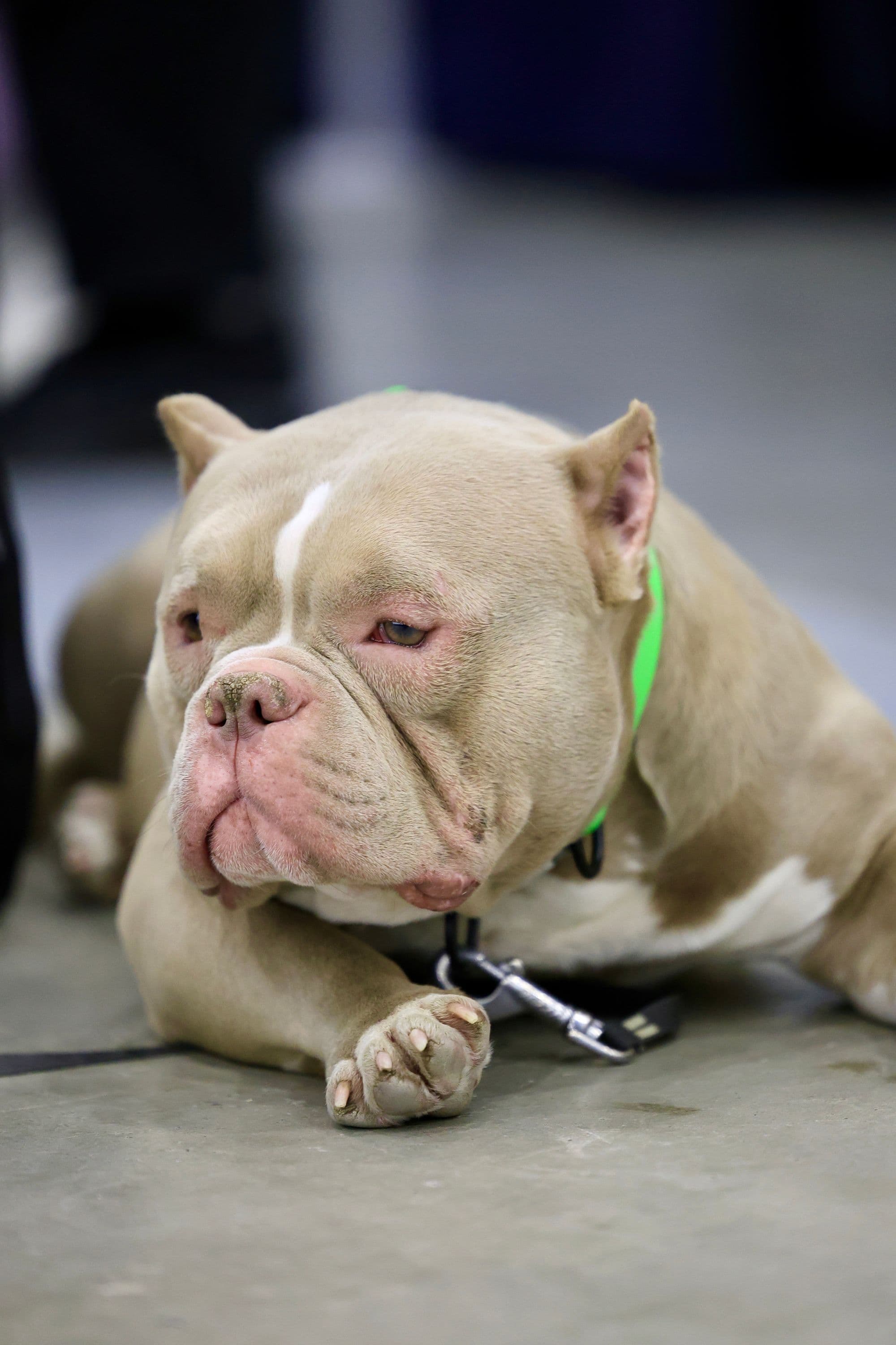 Ruby, Lilac American Bully female